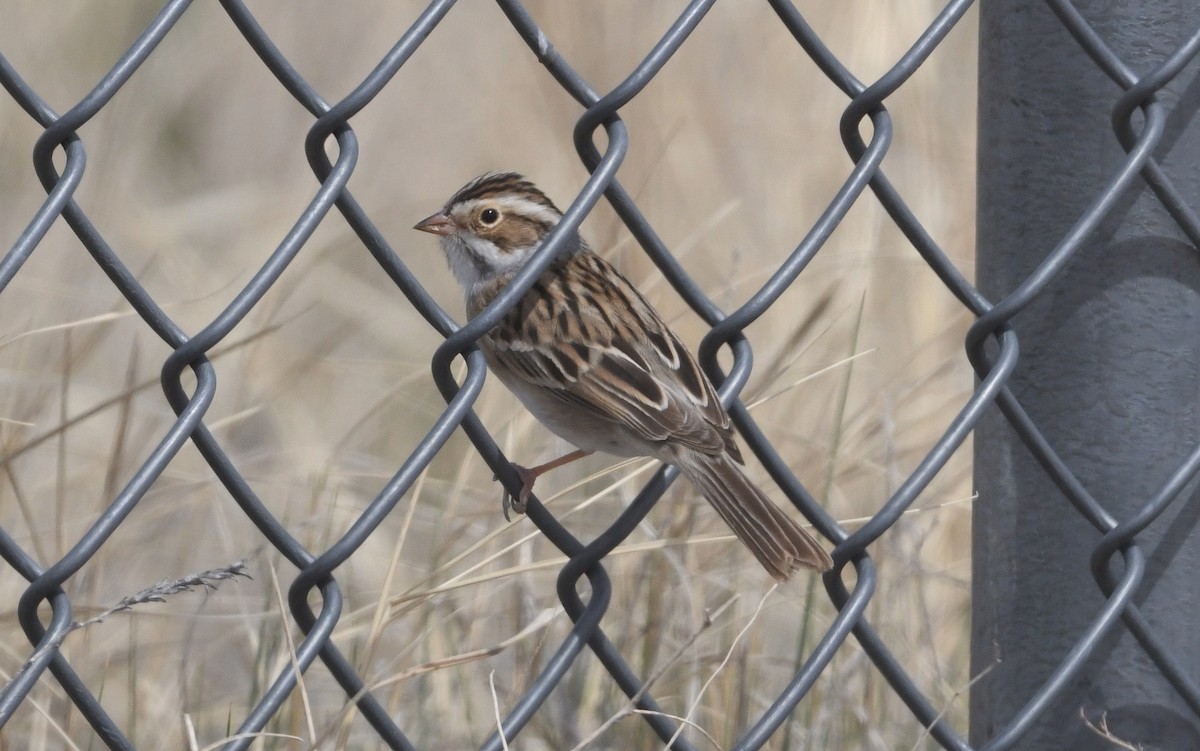 Clay-colored Sparrow - ML618570904
