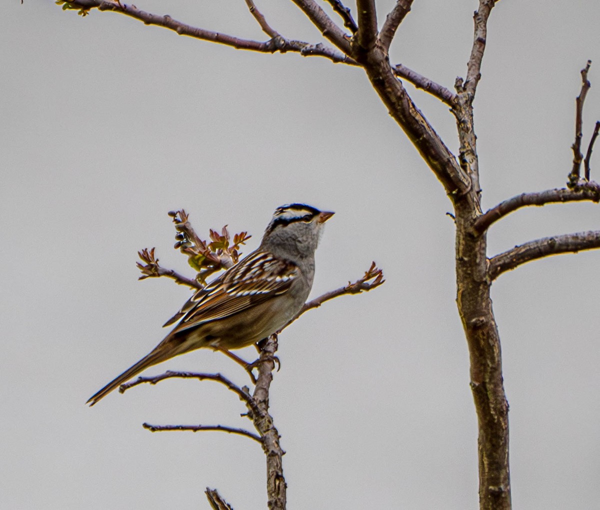 White-crowned Sparrow - ML618570911