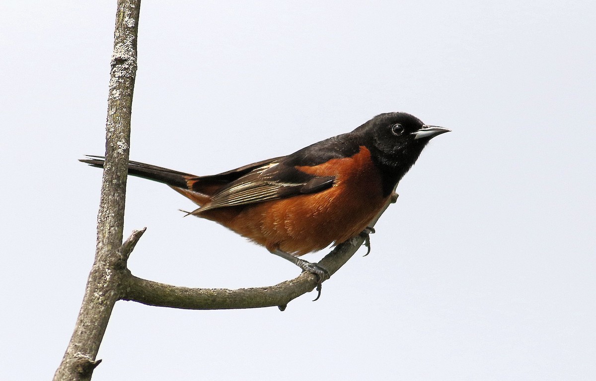Orchard Oriole - ML618570934
