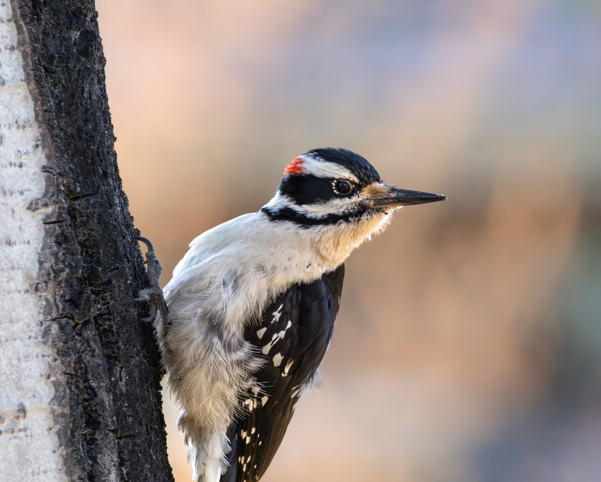 Hairy Woodpecker - ML618571024
