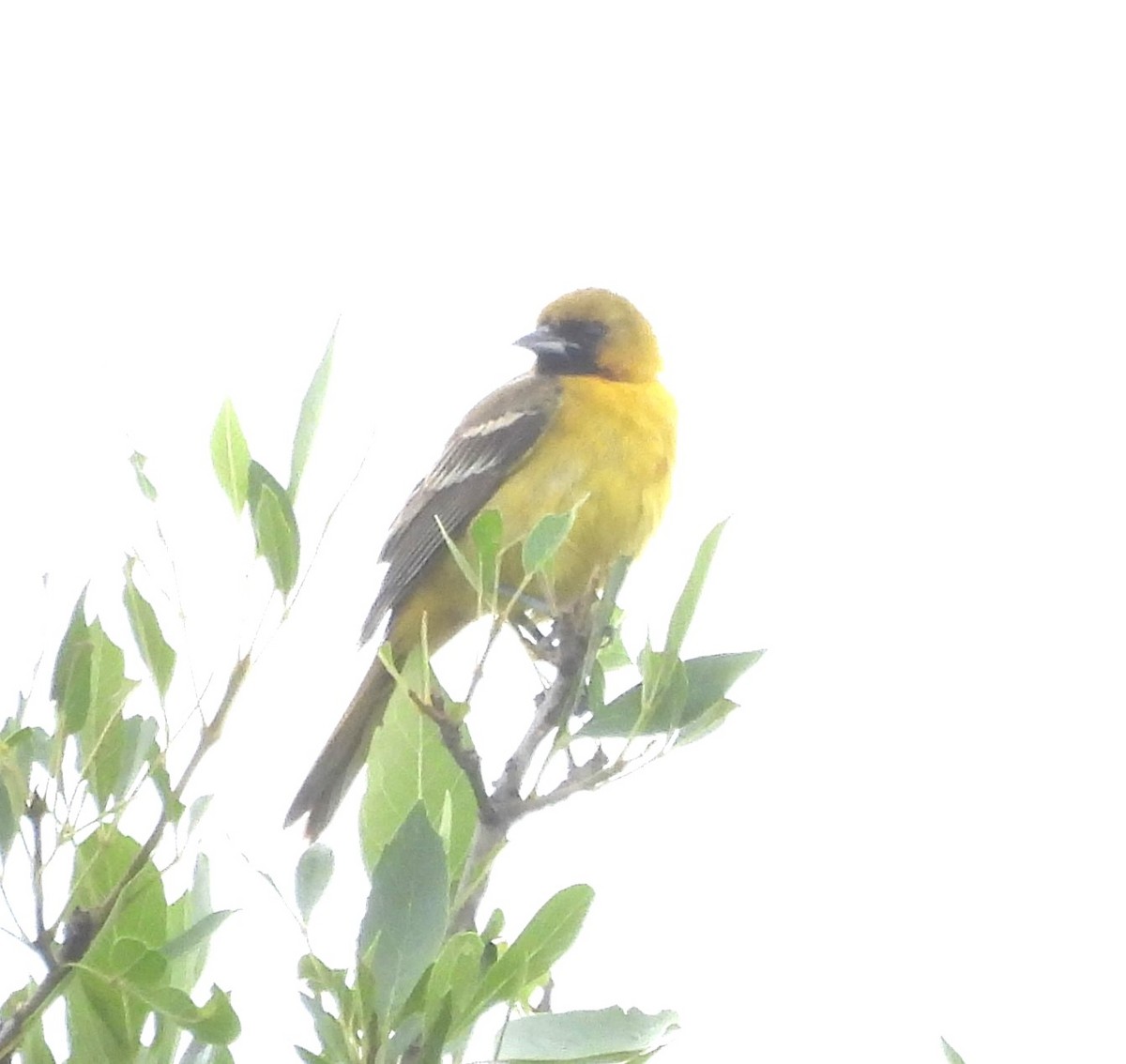 Orchard Oriole - ML618571057