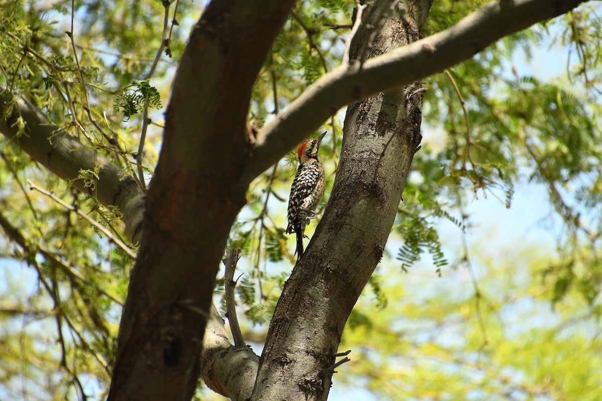 Ladder-backed Woodpecker - ML618571076