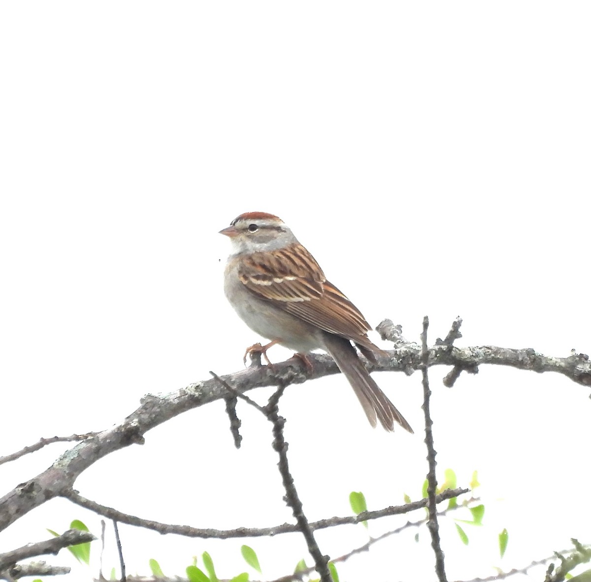 Chipping Sparrow - ML618571080