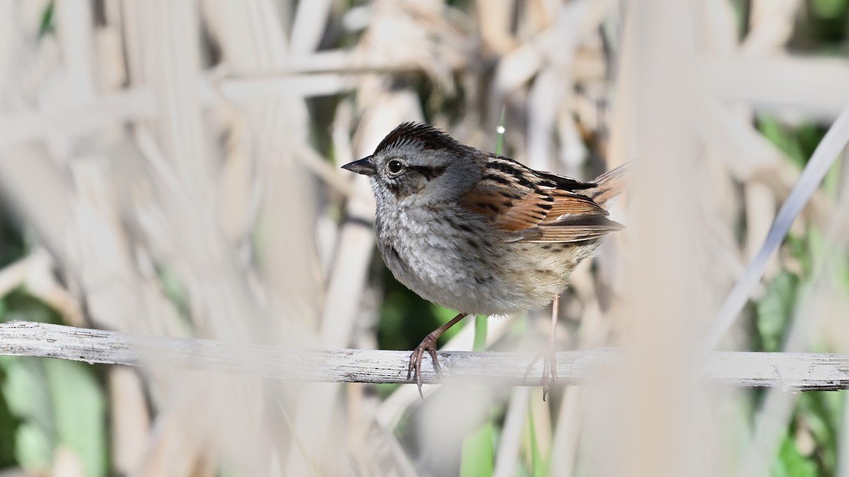 Swamp Sparrow - ML618571086