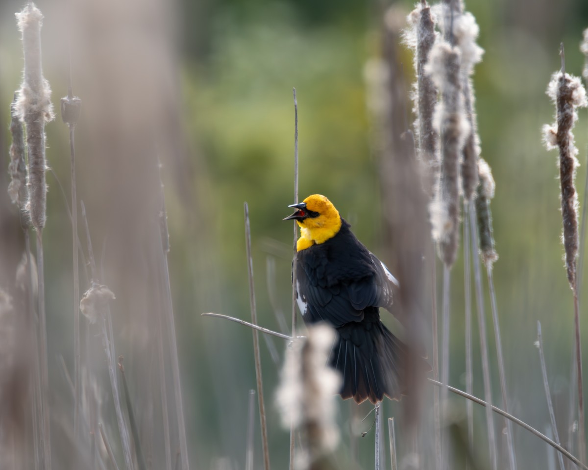 Yellow-headed Blackbird - ML618571104