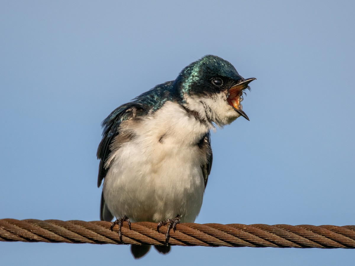 Tree Swallow - Chuck Rumsey