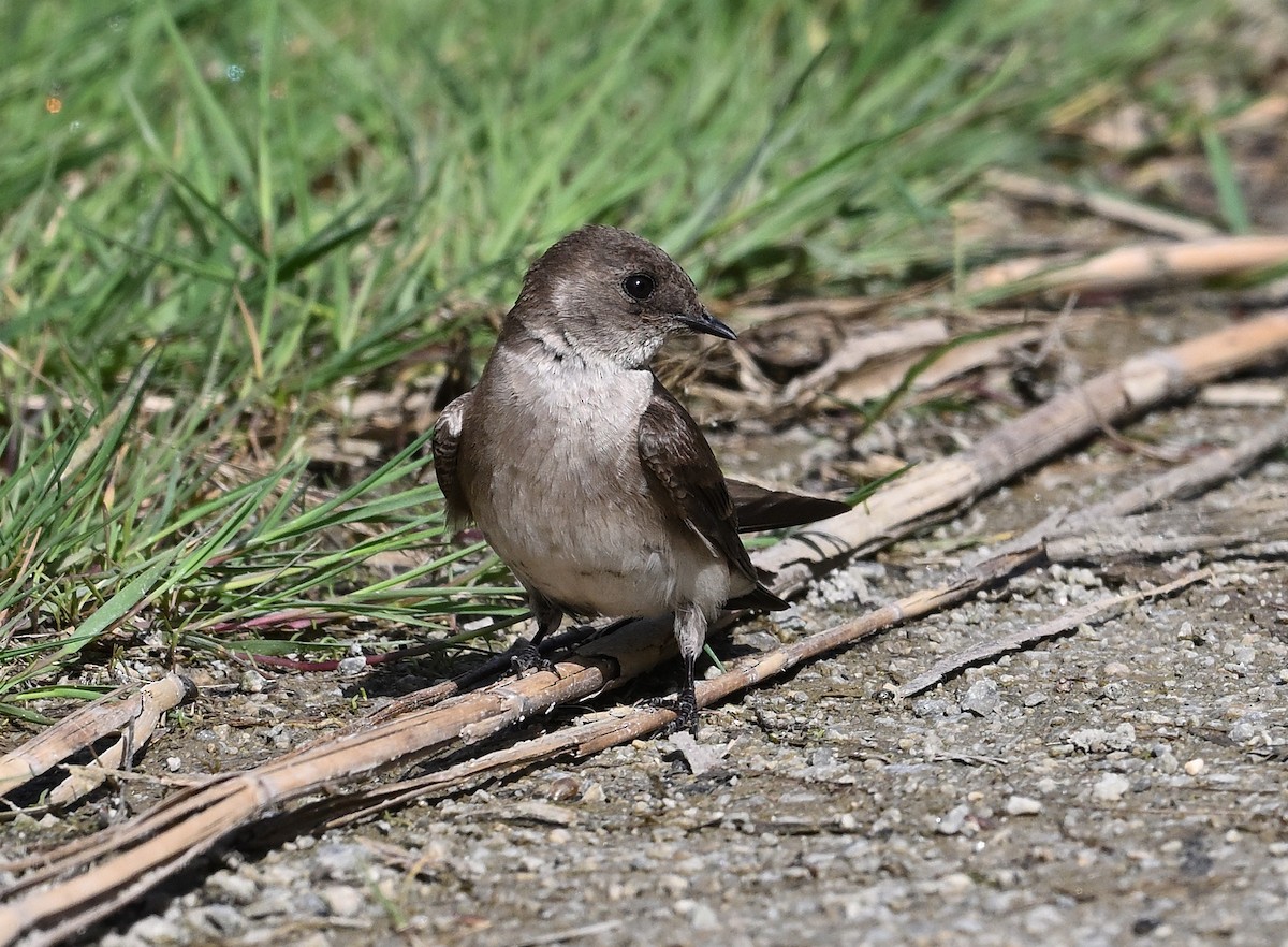 Northern Rough-winged Swallow - ML618571162