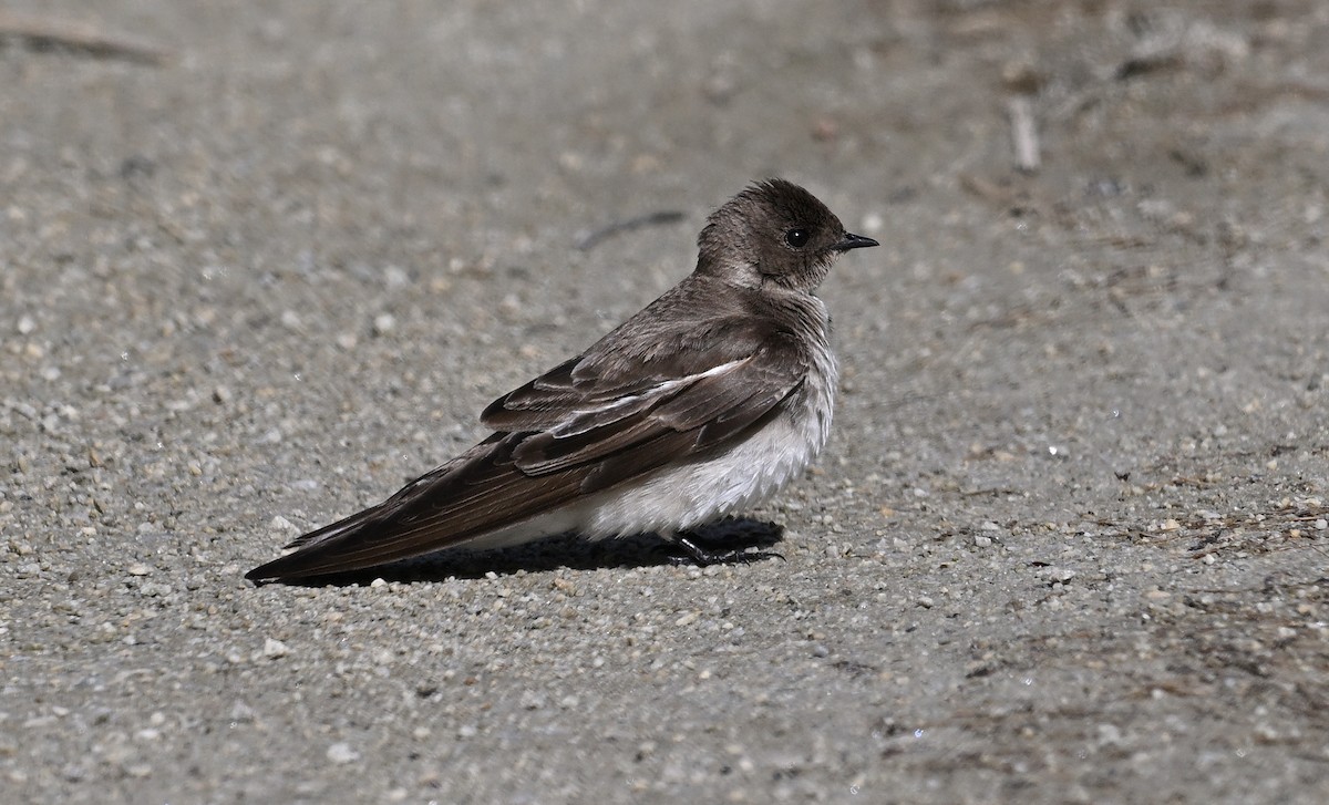 Northern Rough-winged Swallow - ML618571163