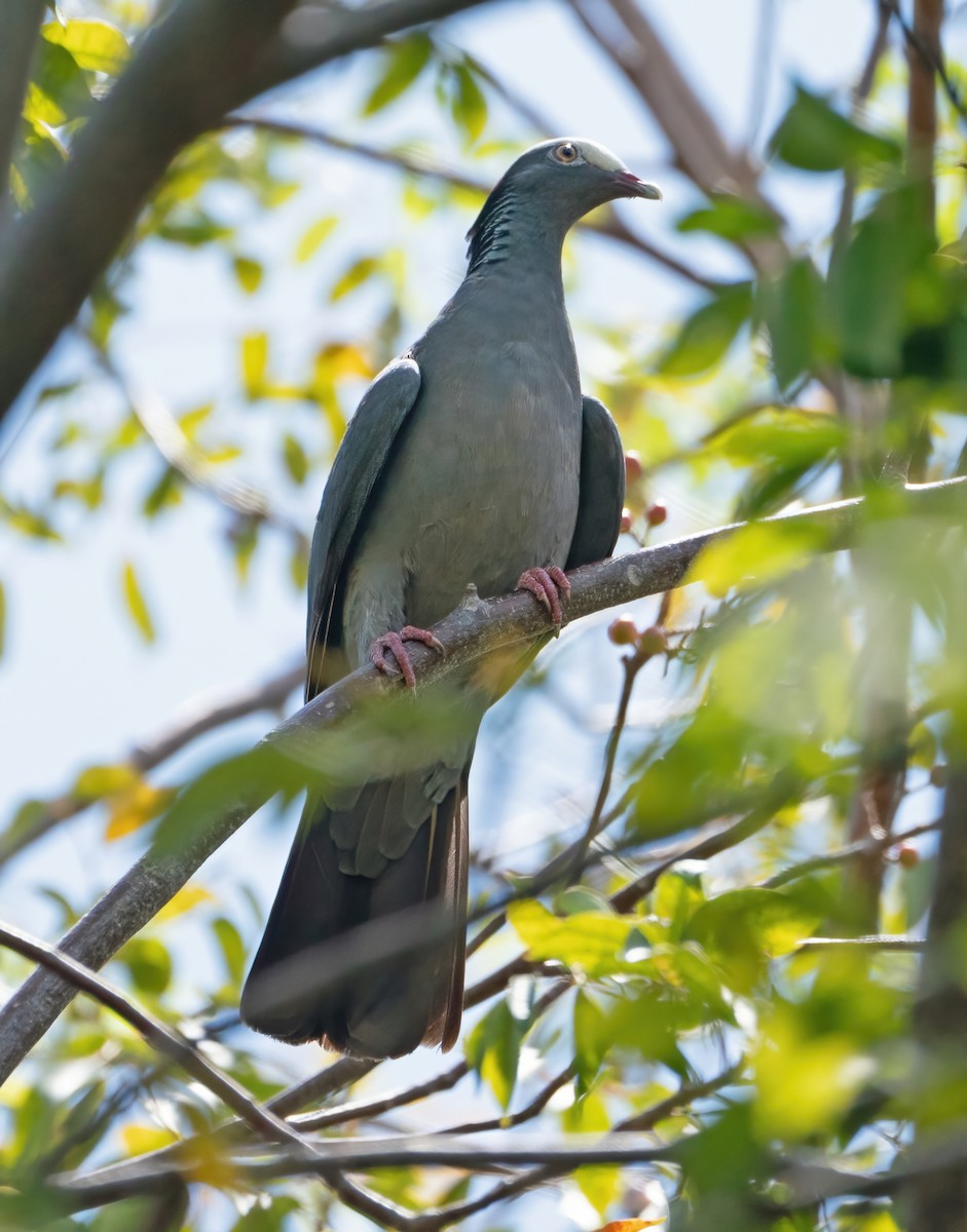 White-crowned Pigeon - ML618571189