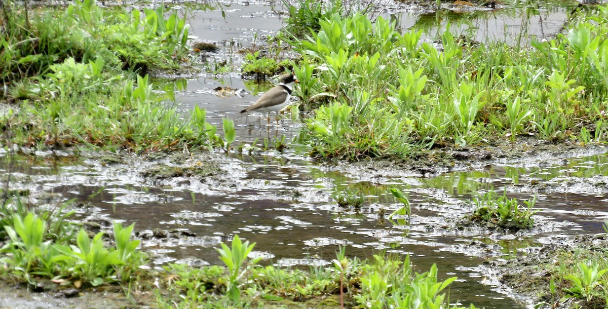 Semipalmated Plover - ML618571193