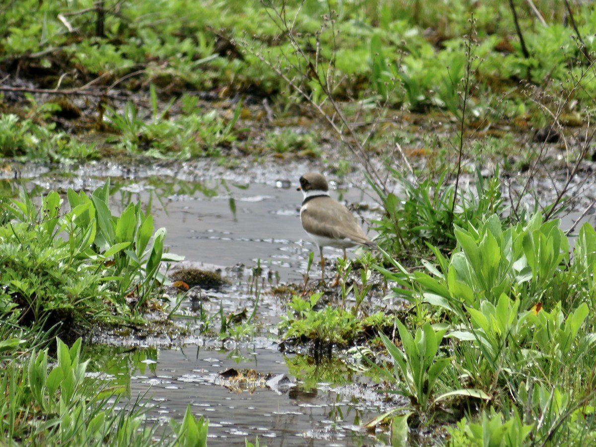 Semipalmated Plover - ML618571207