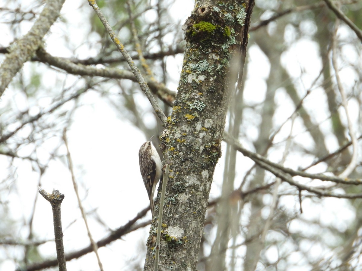 Brown Creeper - Andy Noyce