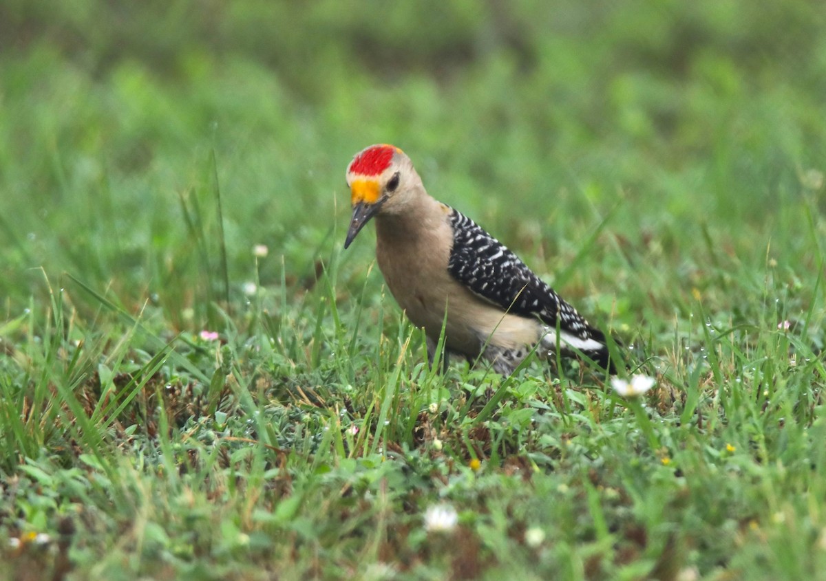 Golden-fronted Woodpecker - ML618571213