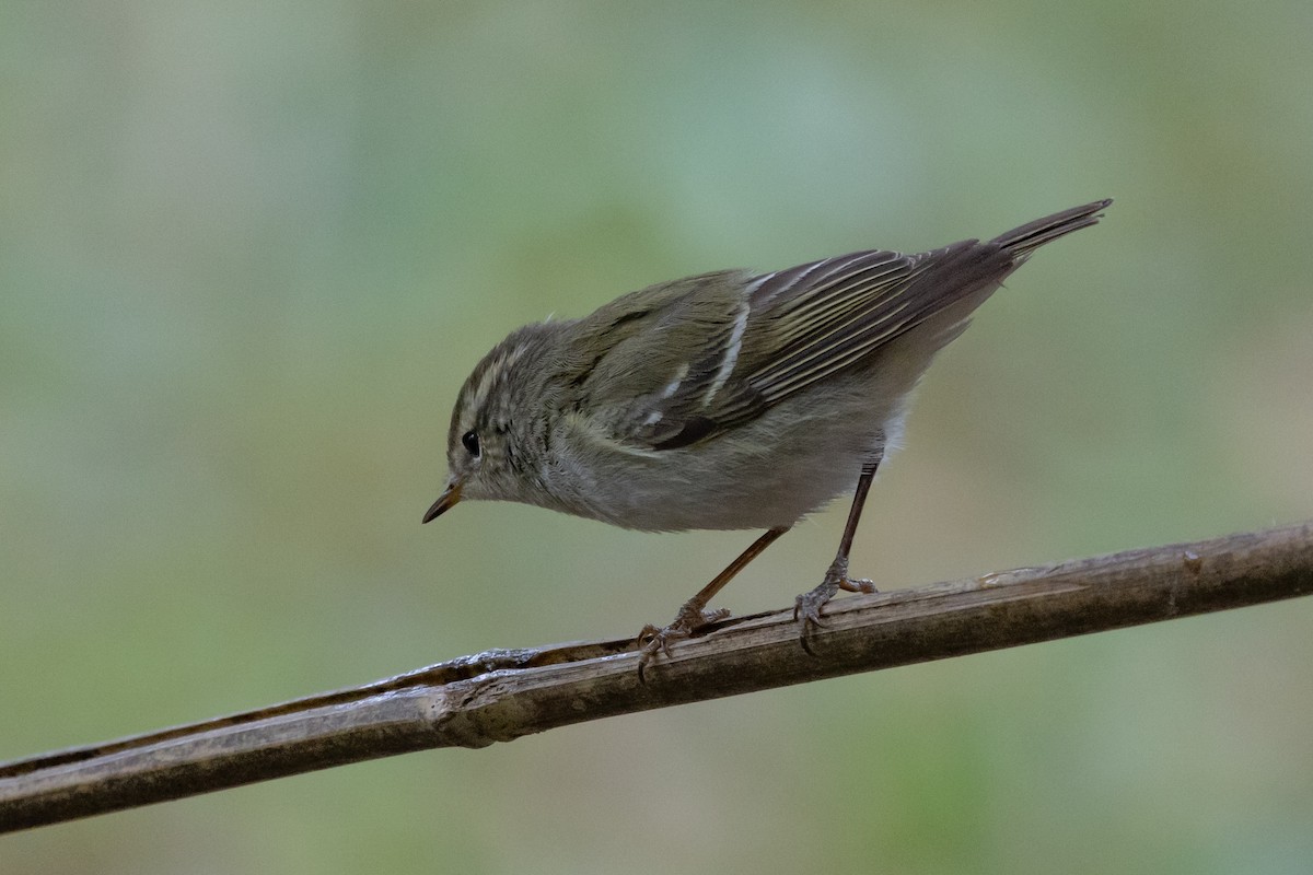 Yellow-browed Warbler - ML618571290