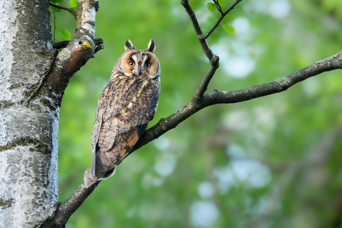 Long-eared Owl - ML618571320