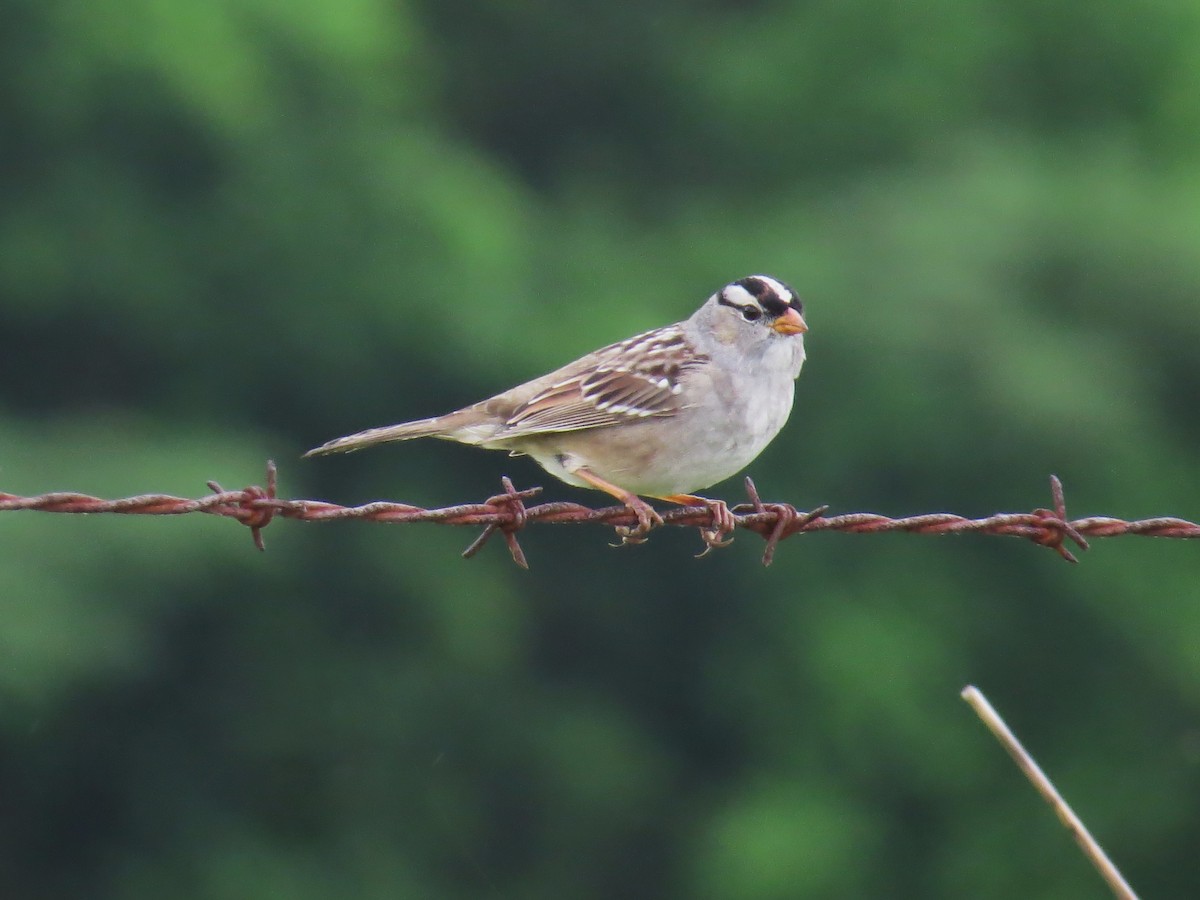 White-crowned Sparrow - ML618571377