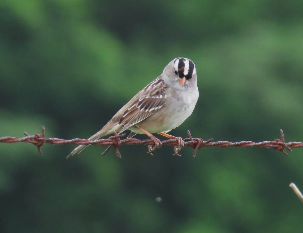 White-crowned Sparrow - ML618571381