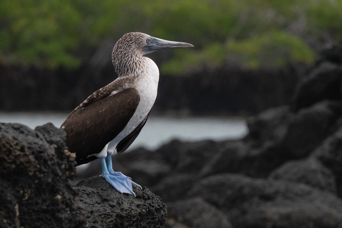Blue-footed Booby - ML618571382