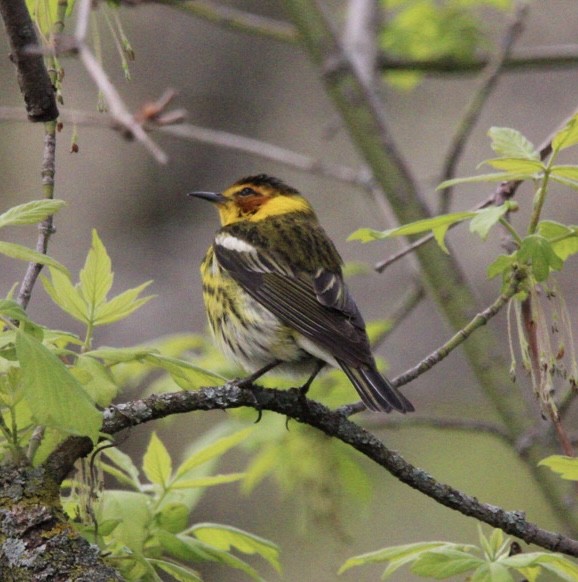 Cape May Warbler - ML618571422