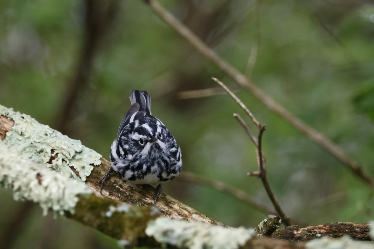 Black-and-white Warbler - ML618571470