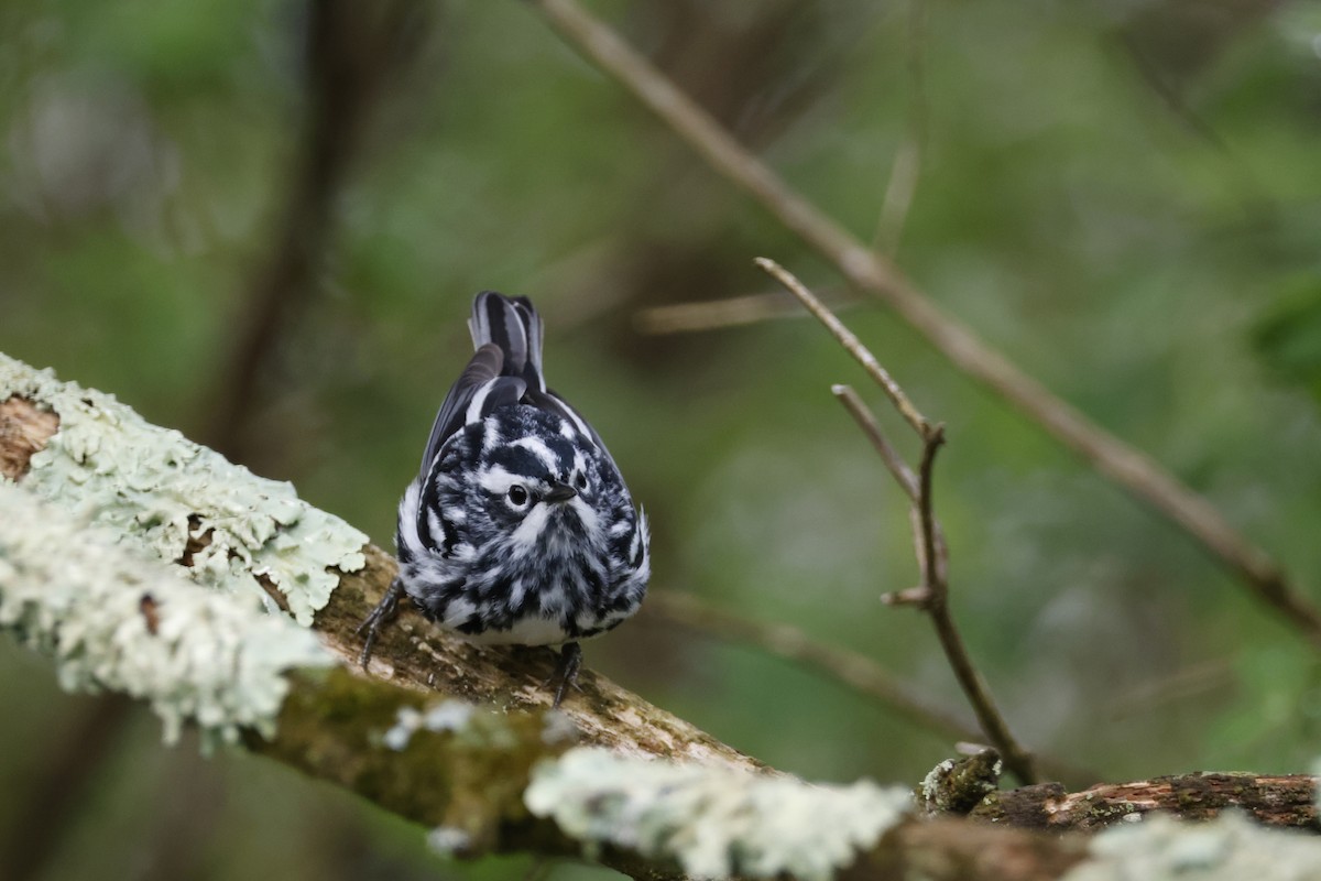 Black-and-white Warbler - ML618571471