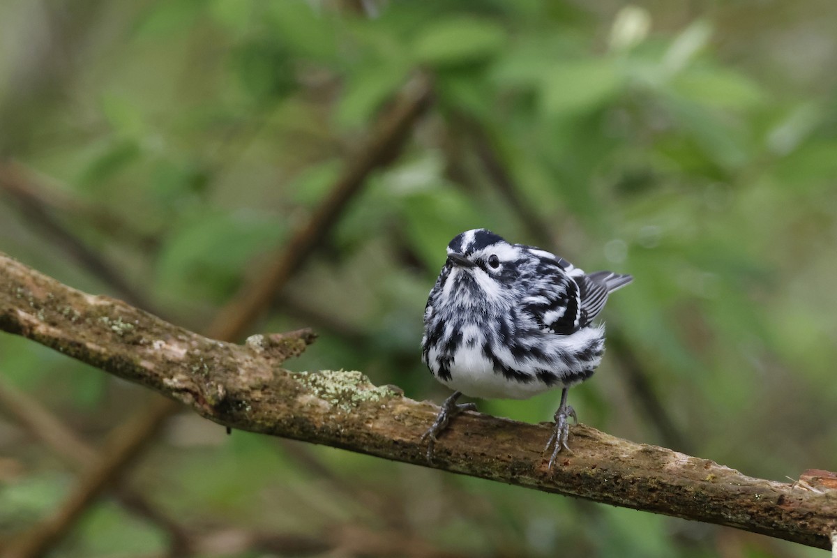 Black-and-white Warbler - ML618571472
