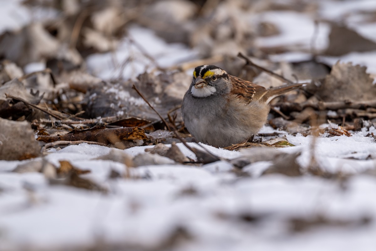 White-throated Sparrow - ML618571478
