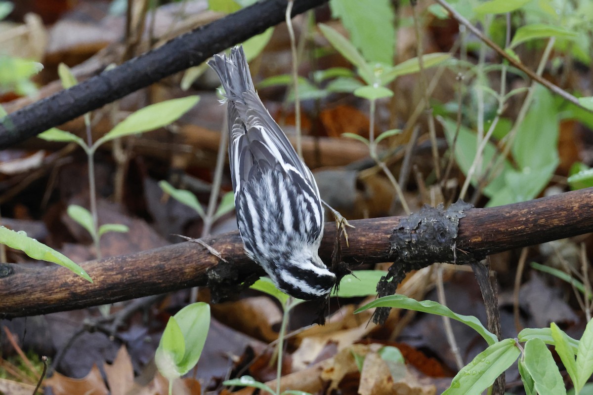 Black-and-white Warbler - ML618571485