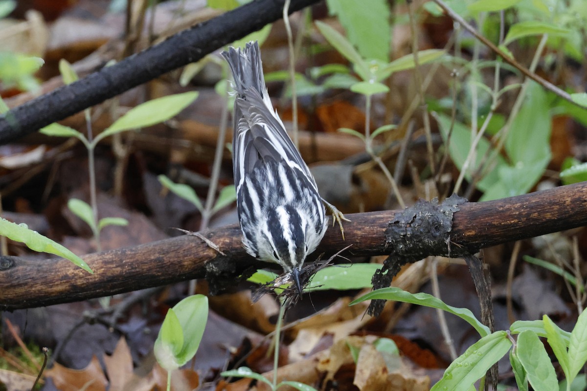 Black-and-white Warbler - ML618571486