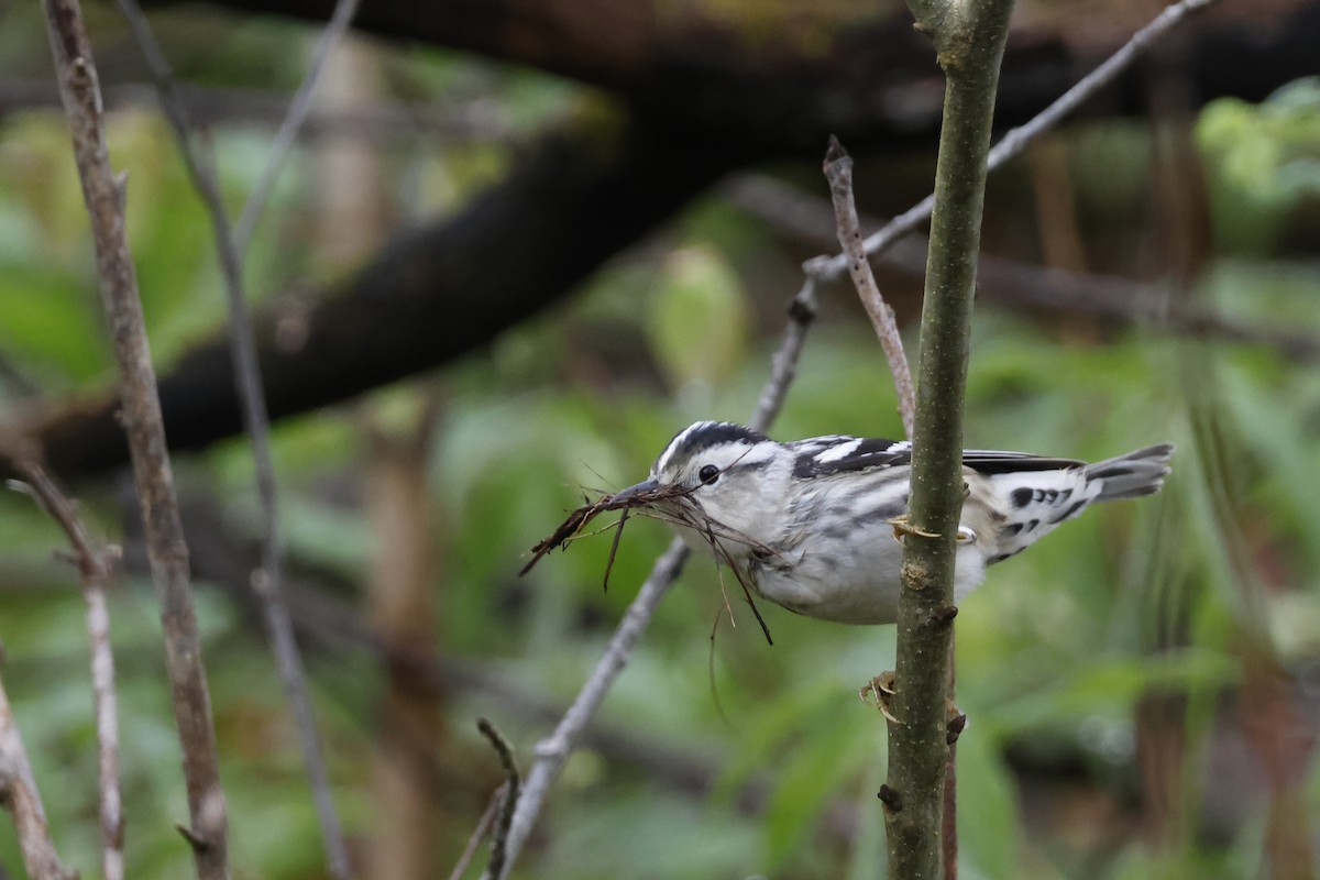 Black-and-white Warbler - ML618571492