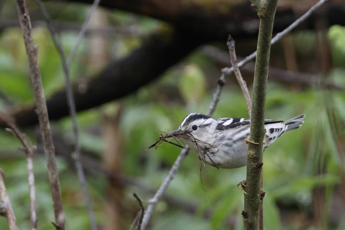 Black-and-white Warbler - ML618571493