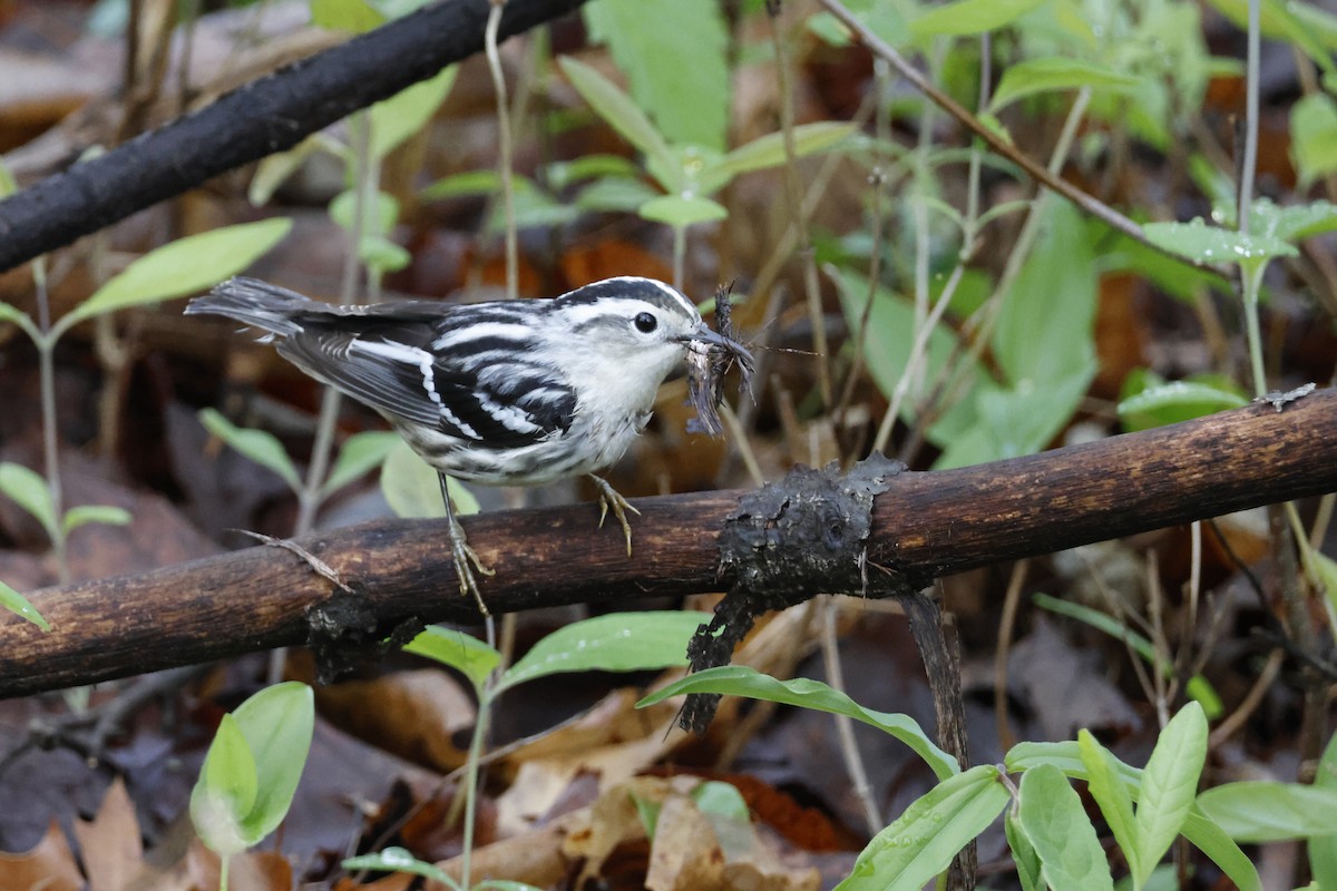 Black-and-white Warbler - ML618571495