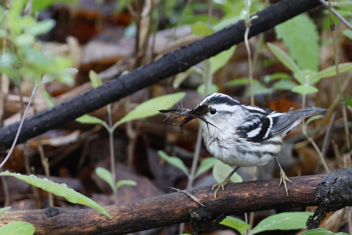 Black-and-white Warbler - ML618571496