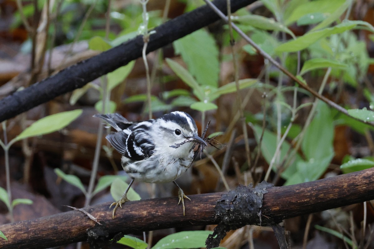 Black-and-white Warbler - ML618571497