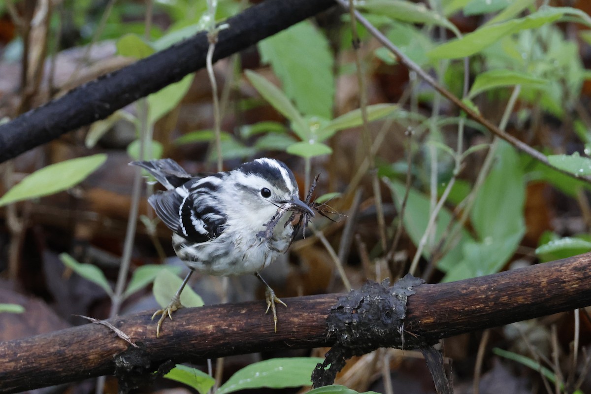 Black-and-white Warbler - ML618571498