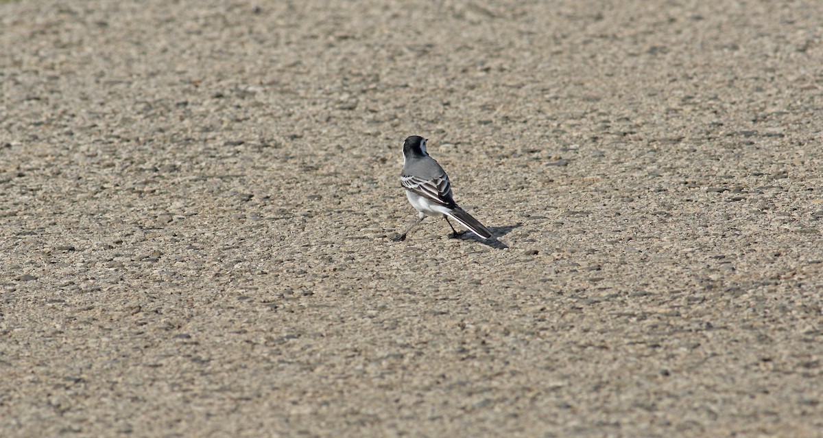 White Wagtail (White-faced) - ML618571515