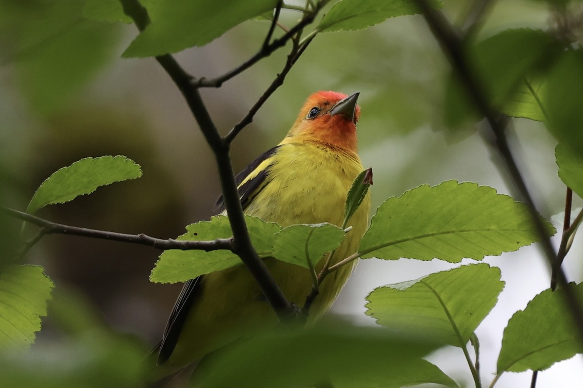 Western Tanager - ML618571518