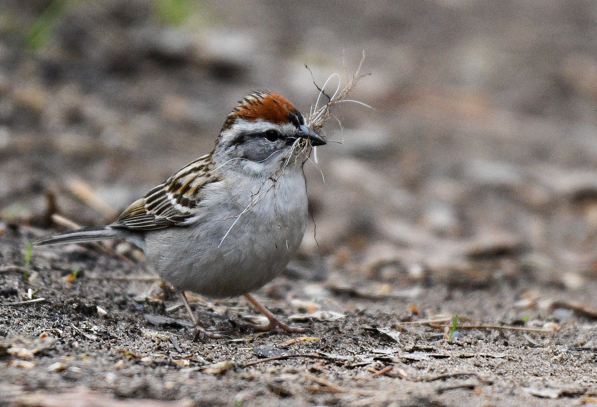 Chipping Sparrow - BC Wilkes