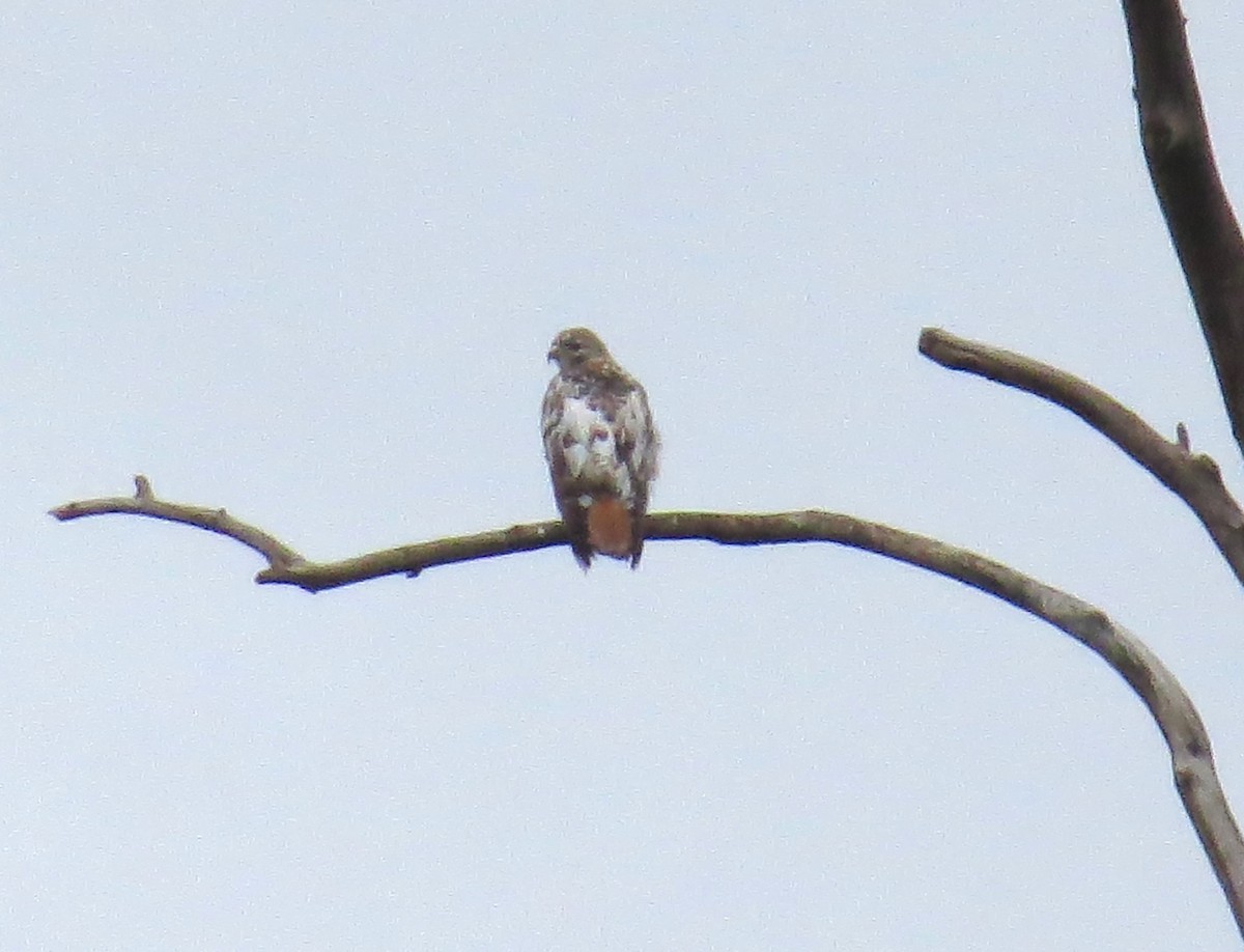 Red-tailed Hawk - ML618571525