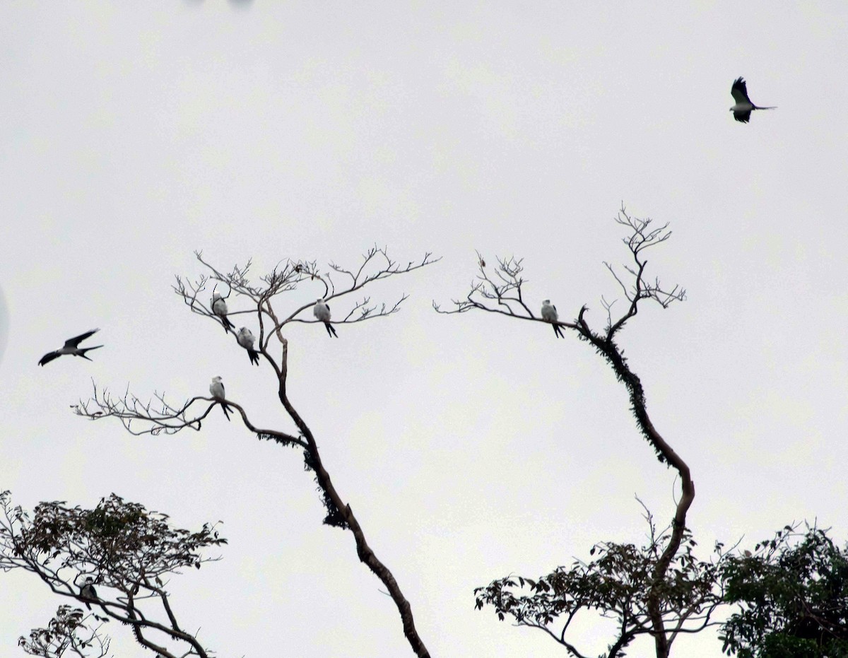 Swallow-tailed Kite - ML618571537