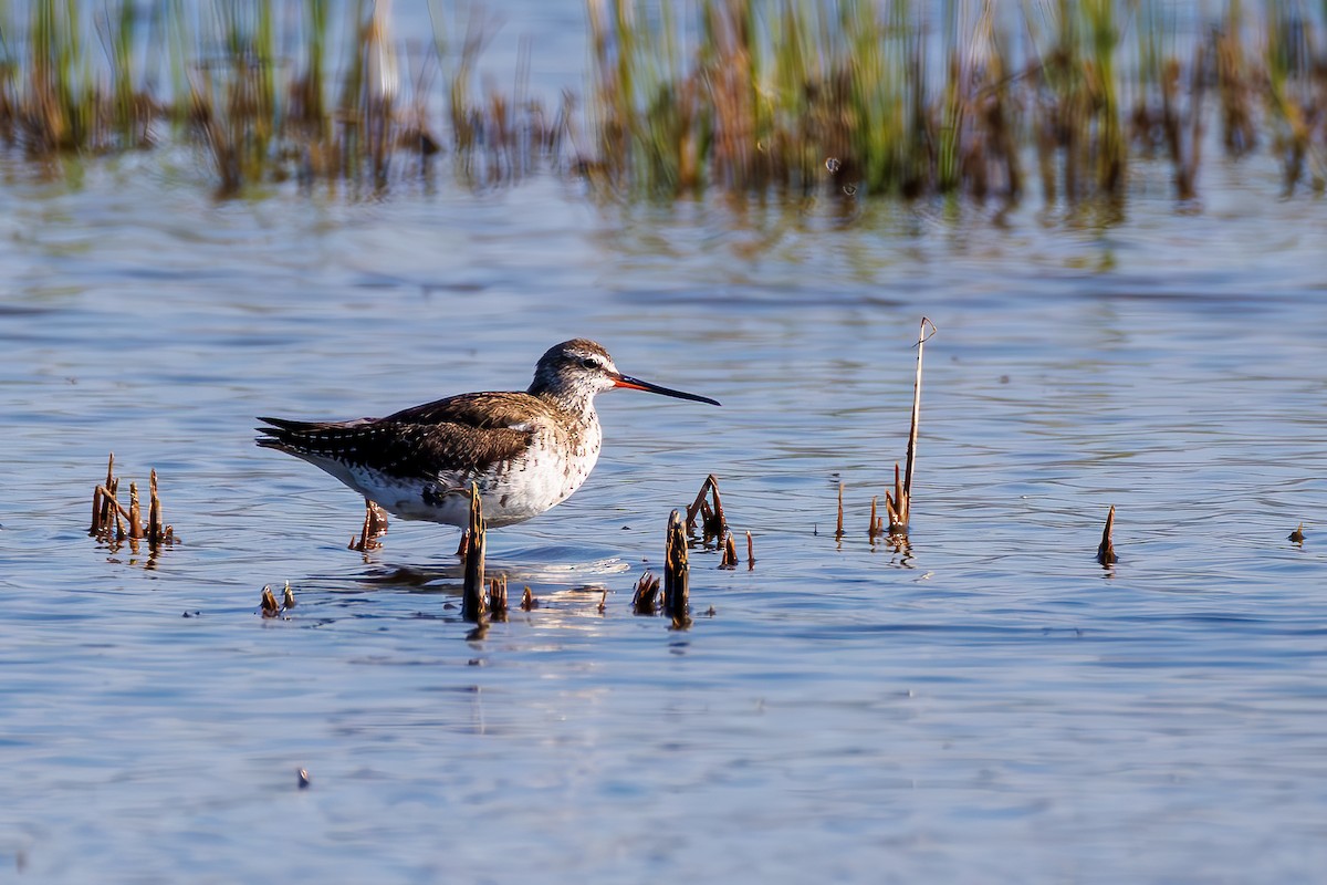 Spotted Redshank - ML618571547