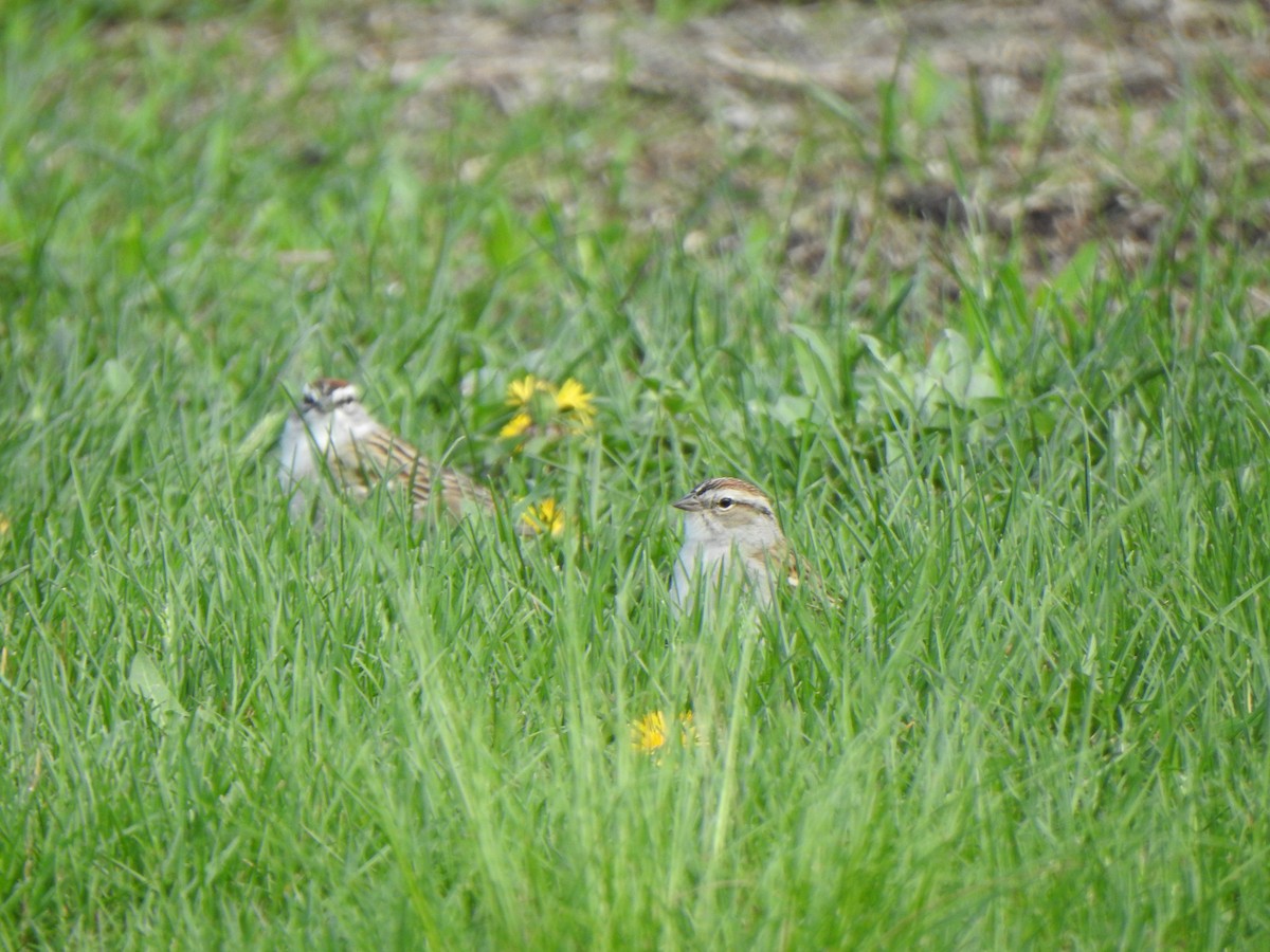 Chipping Sparrow - ML618571570