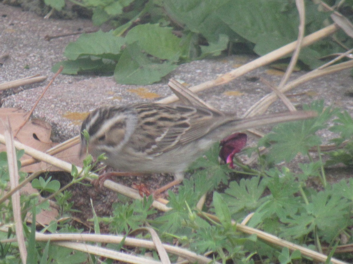 Clay-colored Sparrow - ML618571676