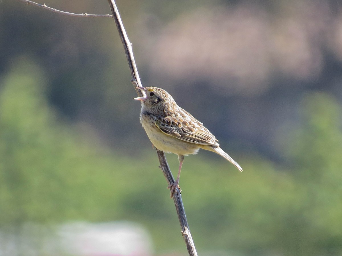 Grasshopper Sparrow - ML618571747