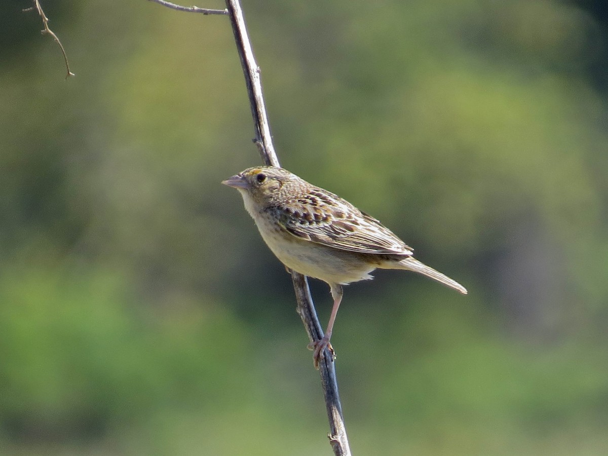 Grasshopper Sparrow - ML618571748