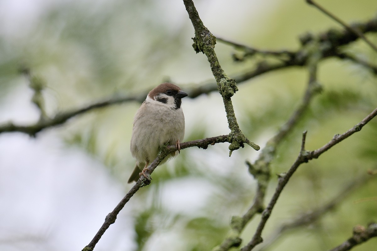 Eurasian Tree Sparrow - ML618571757