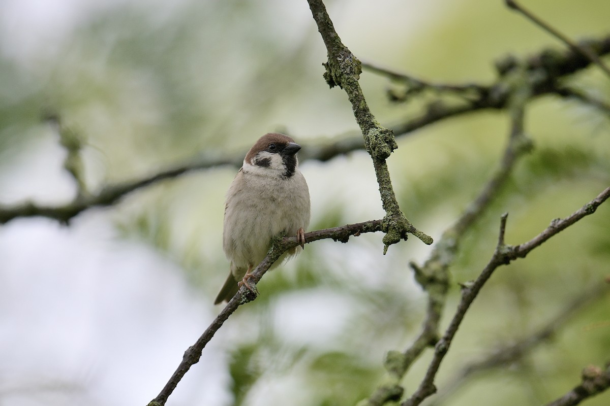 Eurasian Tree Sparrow - ML618571758