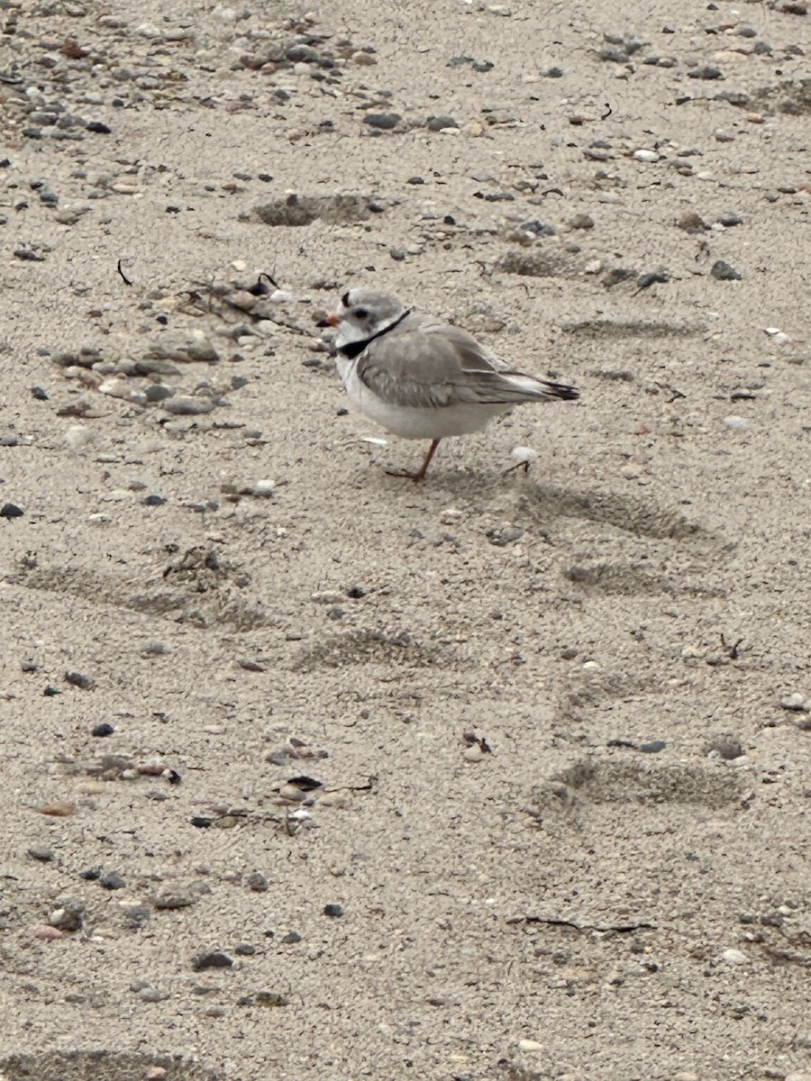 Piping Plover - ML618571766