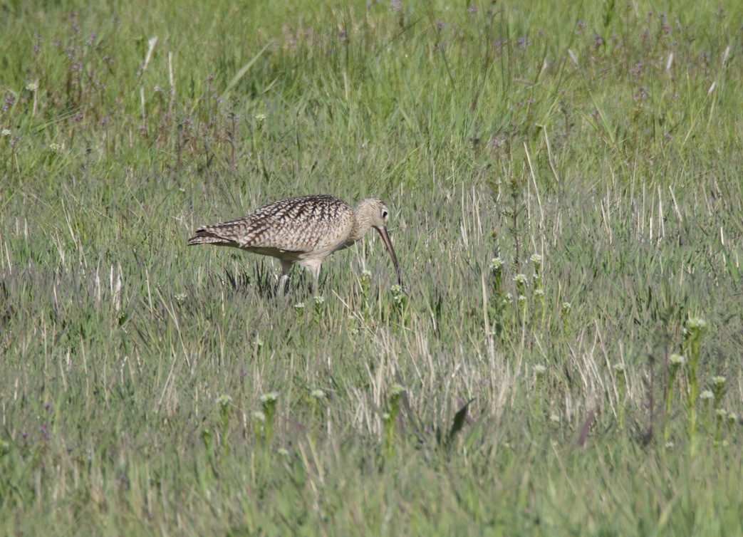 Long-billed Curlew - ML618571798