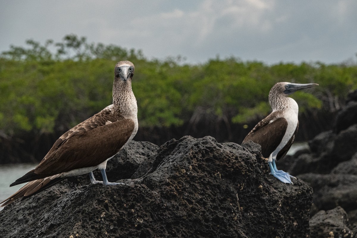 Blue-footed Booby - ML618571803
